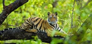 Bandhavgarh