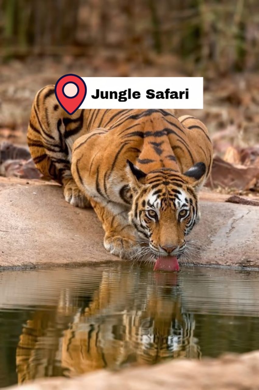 jungle-safari