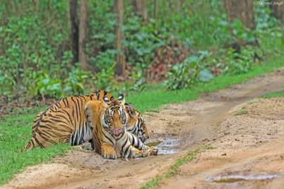 jim-corbett-national-park