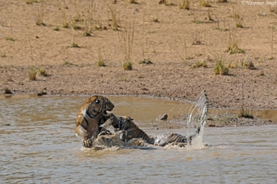 satpura-national-park