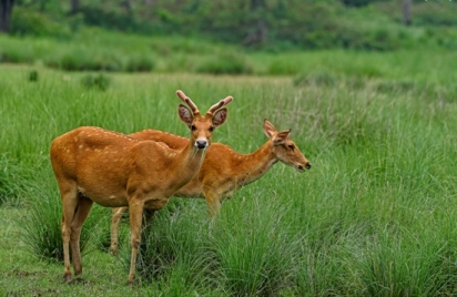 pench-national-park