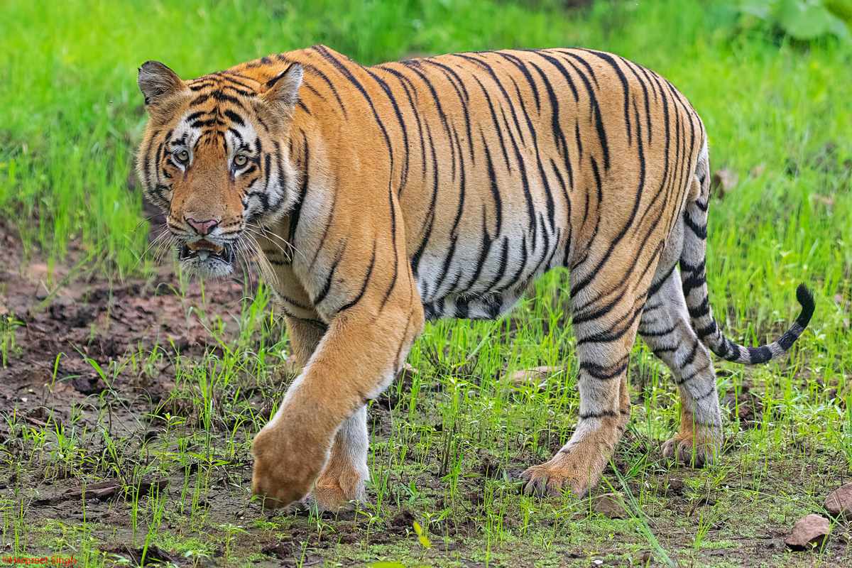 Tadoba Tiger Reserve - Rustic Experiences